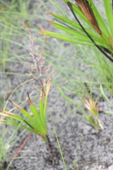 Aristida stricta