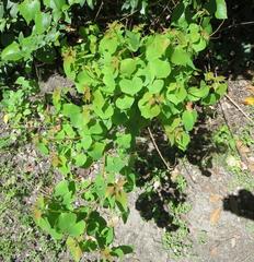Triadica sebifera