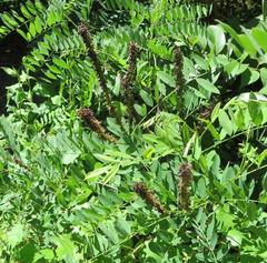 Amorpha fruticosa