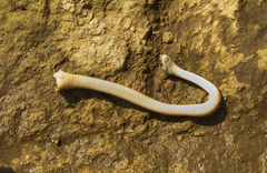 Leptodeira rhombifera