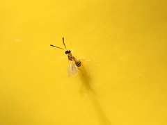 Hymenoptera