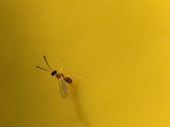 Hymenoptera