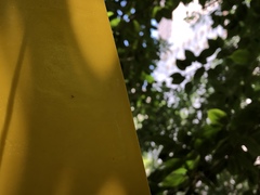 Hymenoptera