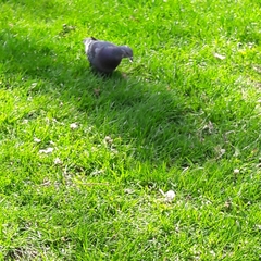Columba livia domestica