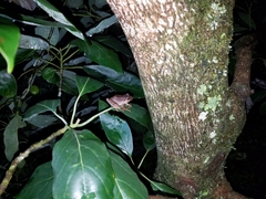 Craugastor melanostictus