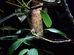 Craugastor melanostictus