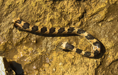 Leptodeira rhombifera
