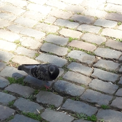 Columba livia domestica