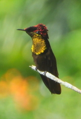 Chrysolampis mosquitus