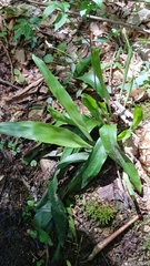 Carex fraseriana