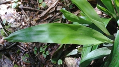 Carex fraseriana