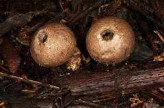 Lycoperdon scabrum