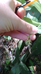 Carex fraseriana