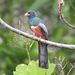 Black-tailed Trogon - Photo (c) Rosabel Miro, some rights reserved (CC BY-NC), uploaded by Rosabel Miro