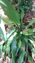 Carex fraseriana