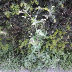 Sonchus oleraceus