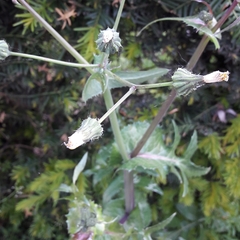 Sonchus oleraceus