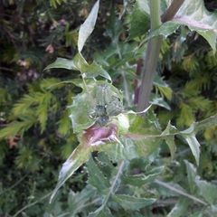 Sonchus oleraceus