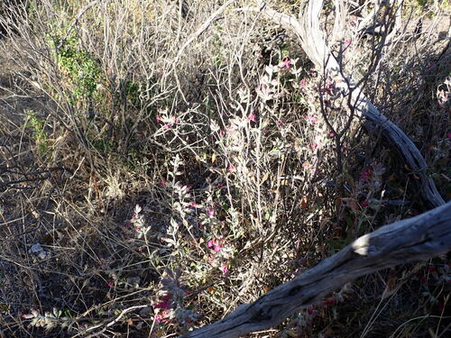 Image of Teucrium divaricatum by (c) Louis Aureglia, some rights reserved (CC BY)
