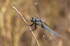 Libellula comanche