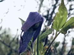 Clematis occidentalis grosseserrata