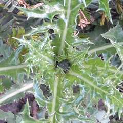 Sonchus asper