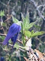 Clematis occidentalis grosseserrata