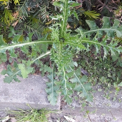 Sonchus asper