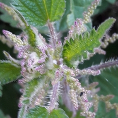 Urtica dioica