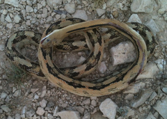 Bogertophis subocularis