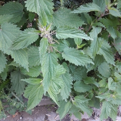 Urtica dioica