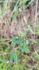 Trifolium microdon