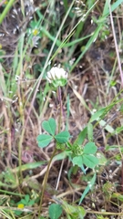 Trifolium microdon
