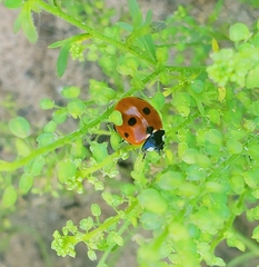 Coccinella septempunctata