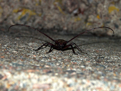 Aegolipton marginale