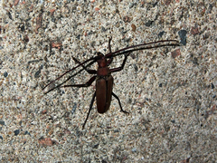 Aegolipton marginale