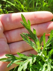 Pyrrhopappus grandiflorus