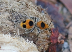 Dasymutilla cressoni