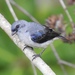 Plain-colored Tanager - Photo (c) Rosabel Miro, some rights reserved (CC BY-NC)