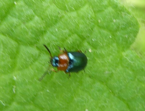 Knotweed Leaf Beetle, Kootwijk, Netherlands, photo 6 of 10