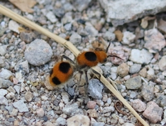 Dasymutilla cressoni