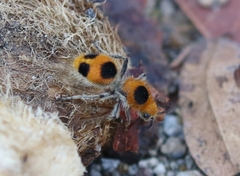 Dasymutilla cressoni