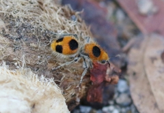 Dasymutilla cressoni