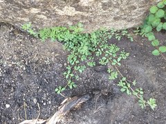 Acmispon heermannii heermannii