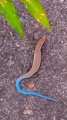 Oriximina Lizard photo 3