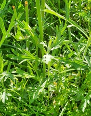 Pyrrhopappus grandiflorus