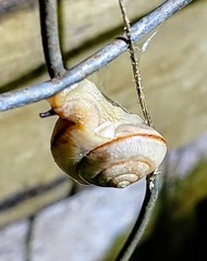 Bradybaena similaris