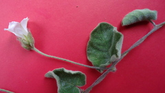 Jacquemontia bracteosa