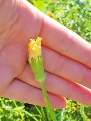 Pyrrhopappus grandiflorus