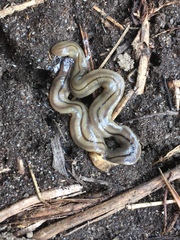 Bipalium pennsylvanicum